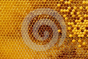 bees work on honeycomb. Honey cells pattern