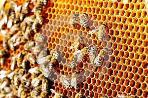 Bees work on honeycomb. Honey cells pattern. Apiculture.