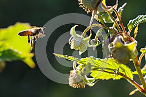 Bees at work on raspberry flower