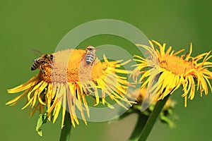 Bees workers on yellow flowers