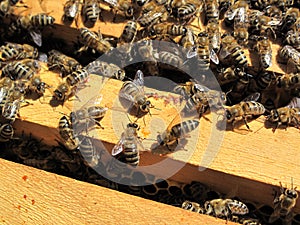 Bees Working