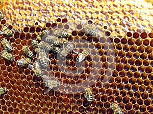 Bees Working