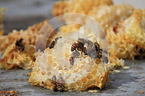 Bees working on honey cells