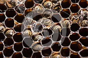 Bees Working in The Honeycomb