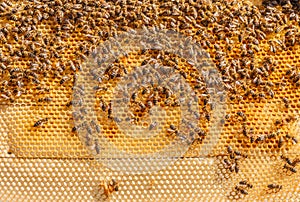 Bees working on honeycomb, swarming