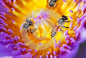 The bees working inside the purple lotus