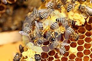 Bees are working on a new beeswax