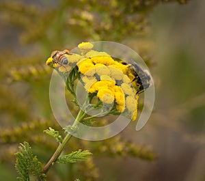 Bees on yellow flowers