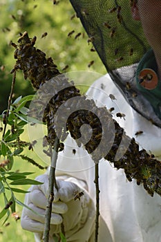 Beeswarm with a beekeeper