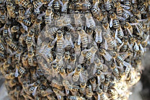 Beeswarm