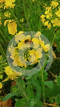 Honeycomb and beeswax in the field photo