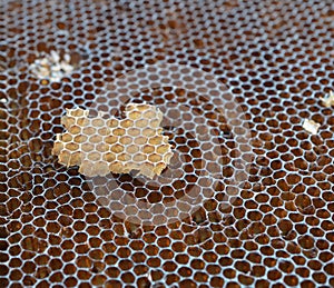 Beeswax on honey comb