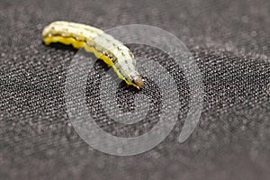 Beet armyworm on black background