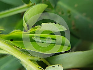 Beet armyworm injure on peanut.