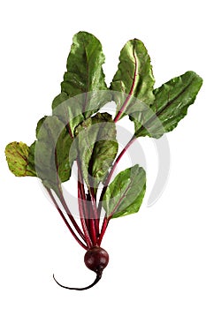 Beet, beetroot with leaves isolated on white