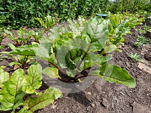 Beet (Beta vulgaris) plant seedlings growing in a vegetable bed with green and red veined leaves in the garden in summer