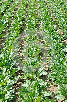 Beet field