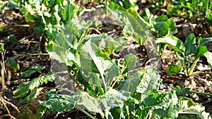 Beet field. Growing sugar beets in the fall. Field of ripening sugar beets.