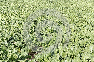 Beet field in Munstermaifeld.