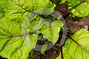 Beet green leaves in the garden top view close up. Beetroot growing from the ground. Homegrown beet in the yard. Fresh leaves of b