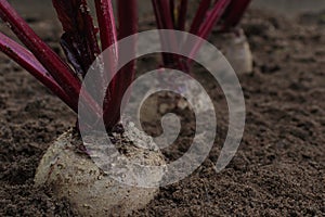 Beet. Growing beetroot on the vegetable bed