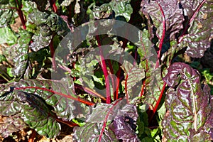 Beet growing in a garden