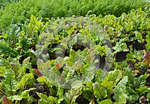 The beet growing in a kitchen garden