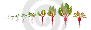 Beet growth stages. Planting of red beetroot plant. Beet taproot life cycle. Vector illustration on white background photo