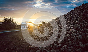 Beet harvester and truck harvesting sugar beet