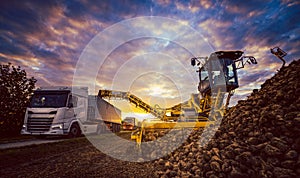 Beet harvester and truck harvesting sugar beet