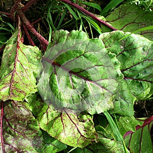 Beet leaves harvested in garden. Collards greens.