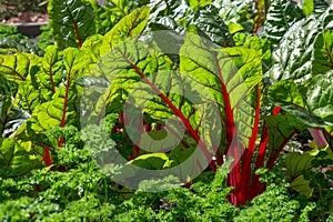 Beet leaves in sunlight