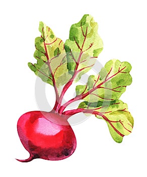 Beet painted with watercolors on white background. Study paints colored beets. Set vegetables and leaves