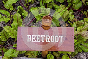 Beet root in the garden