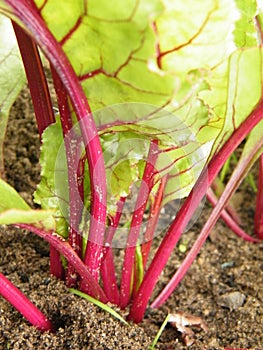 Beet root in the garden photo