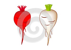 Beet-root and sugar-beet