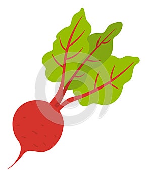 Beet Root Vegetable Isolated. Vector Harvest Crop