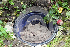 Beet root vegetables, in the earth camp under sand