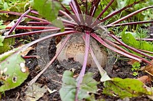 Beet roots in the fertile soil growing