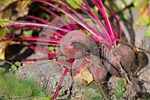 Beet roots in garden