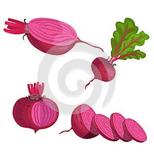 Beet roots set. Whole different beets with green leaves and slices. Red organic vegetables. Vector illustrations