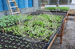 Beet Seadlings in a Greenhouse.