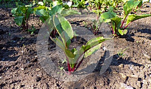 Beet seedlings on a bed in the garden