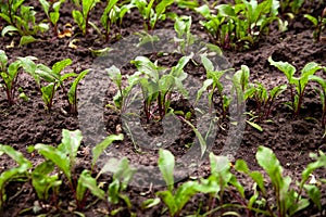 Beet seedlings on a bed in the garden.Ground beet shoots red purple stems