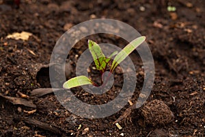 beet seedlings, gardening season, vegetable garden in the city