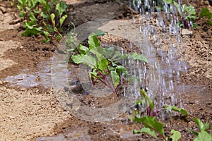 Beet sprouts in the field and farmer is watering them; seedlings in the farmer`s garden, agriculture