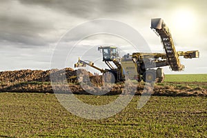 beet swallower picking up beets to load them into a dump truck