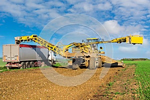 beet swallower picking up beets to load them into a dump truck