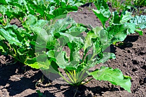 Beet tops on the background soils