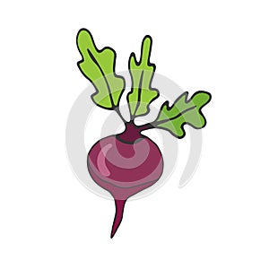 Beet vector icon. Vegetable sticker. Ingredients for recipe book.